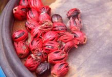 Nutmeg and Nutmeg Maces Nutmeg and Nutmeg MAce