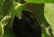 Get All Veg Seed by Post – The Simple Way to Start Gardening