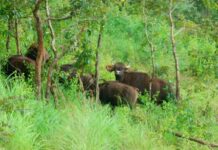 Discover Luxury Nature Escapes at the Finest Thekkady Resorts