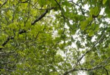 Family-Friendly Adventure Resort in Coorg for Memorable Getaways